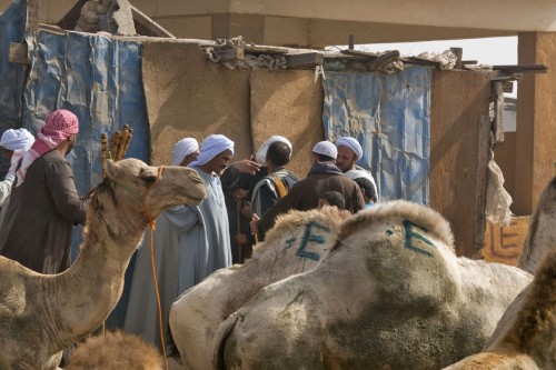 Kairos Kamelmarkt ist ein echtes Highlight   (Klicken zum öffnen)