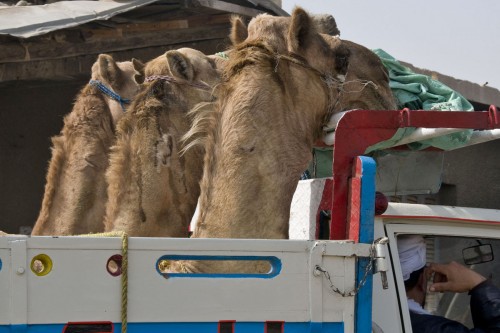 Die übliche Art, gekaufte Kamele zu transportieren   (Klicken zum öffnen)