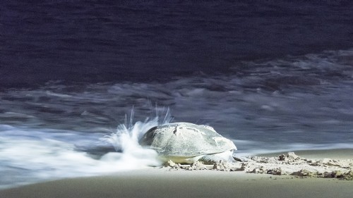 Nach ca. 3 Std. ist es geschafft und die Mutterschildkröte kriecht wieder ins Meer   (Klicken zum öffnen)