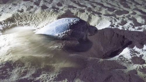 Der Aufenthalt an Land ist für die Schildkröten Schwerstarbeit   (Klicken zum öffnen)