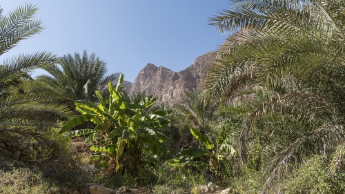 Wo es Wasser gibt, z.B. im Wadi Tiwi, wächst fast alles   (Klicken zum öffnen)