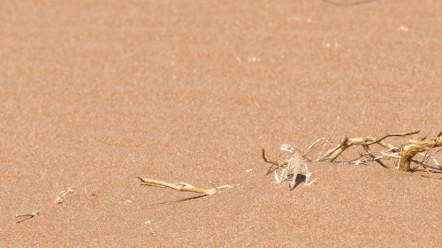 Wüstenbewohner, Gattung unbekannt   (Klicken zum öffnen)