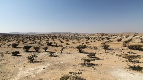 Im Wadi Dawkah (am Rand der Rub al-Khali) natürlich gewachsene Weihrauchbäume    (Klicken zum öffnen)