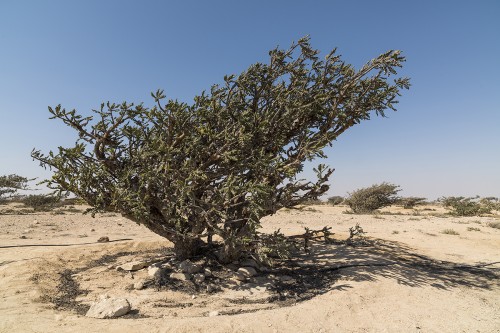 Weihrauchbaum, eher ein grosser Strauch, mit Bewässerung   (Klicken zum öffnen)