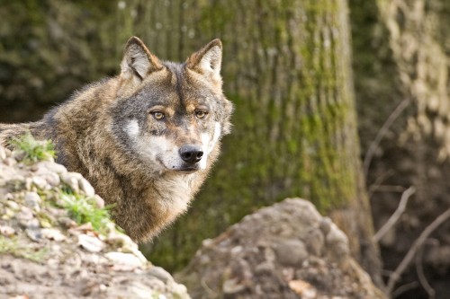 Eurasischer Wolf - Tierpark Goldau   (Klicken zum öffnen)