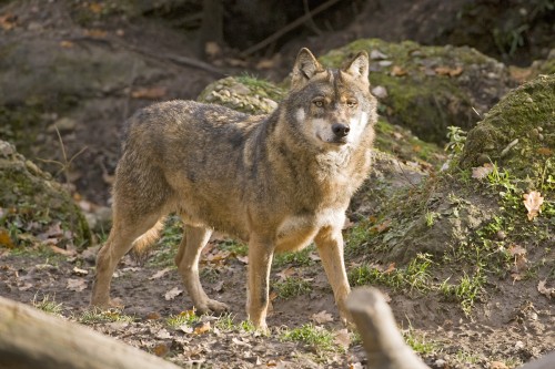 Eurasischer Wolf - Tierpark Goldau   (Klicken zum öffnen)