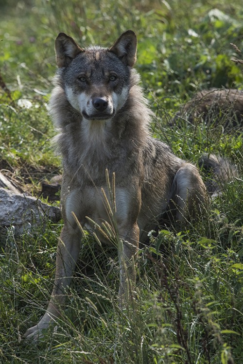Eurasischer Wolf - Jura Parc   (Klicken zum öffnen)