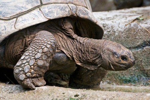 Seychellen-Schildkröte - Zoo Zürich   (Klicken zum öffnen)