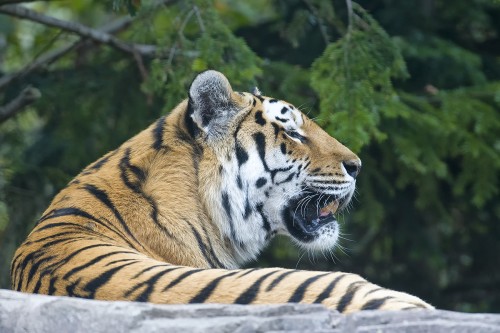 Bengalischer Tiger - Zoo Zürich   (Klicken zum öffnen)