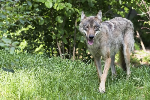 Europäischer Wolf - Tierpark Dählhölzli   (Klicken zum öffnen)