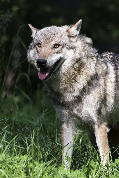 Europäischer Wolf - Tierpark Dählhölzli   (Klicken zum öffnen)