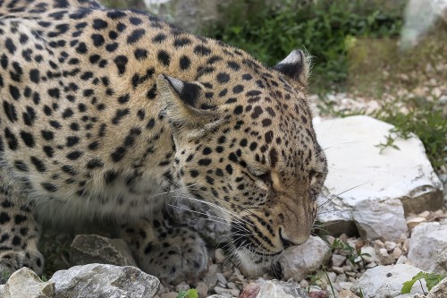 Persischer Leopard - Tierpark Dählhölzli   (Klicken zum öffnen)