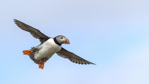 Papageientaucher im Anflug   (Klicken zum öffnen)