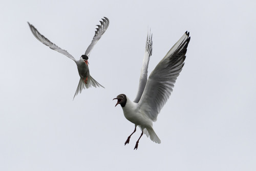 Küstenseeschwalbe vertreibt Lachmöwe   (Klicken zum öffnen)