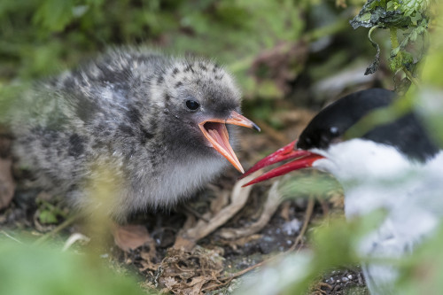 Küstenseeschwalbe füttert ihr Küken   (Klicken zum öffnen)