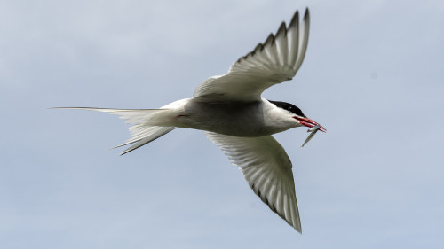 Da wird sich der Jungvogel freuen   (Klicken zum öffnen)