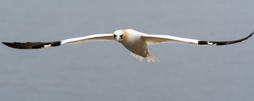 Im Anflug   (Klicken zum öffnen)