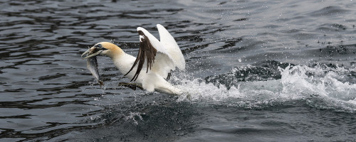 Catch the Fish   (Klicken zum öffnen)