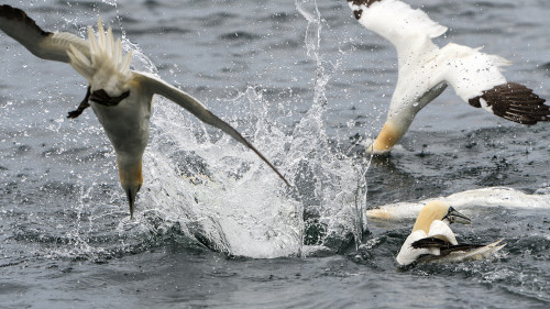 Ein Fisch im Wasser führt zu einem solchen Spektakel   (Klicken zum öffnen)