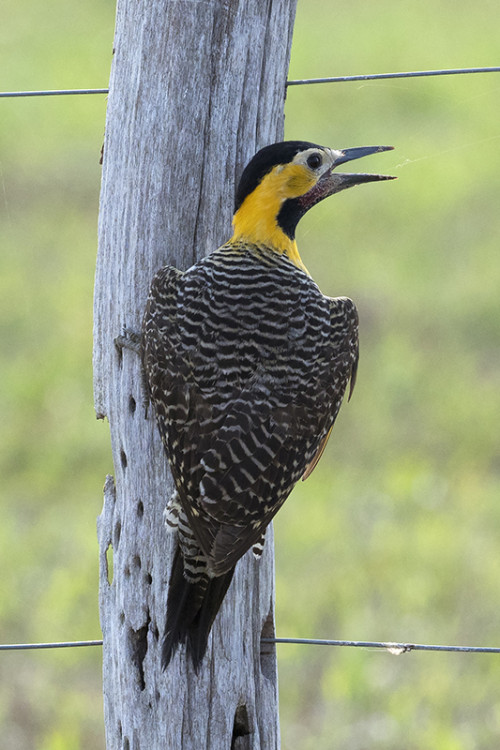 Campo Flicker / Feldspecht   (Klicken zum öffnen)