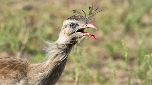 Red-legged Seriema   (Klicken zum öffnen)