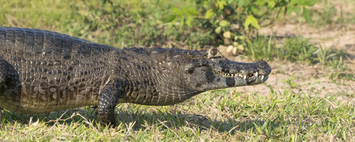 Yacare Caiman / Cayman   (Klicken zum öffnen)