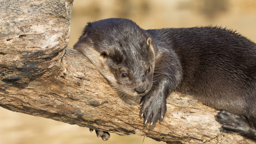 Neotropical Otter   (Klicken zum öffnen)