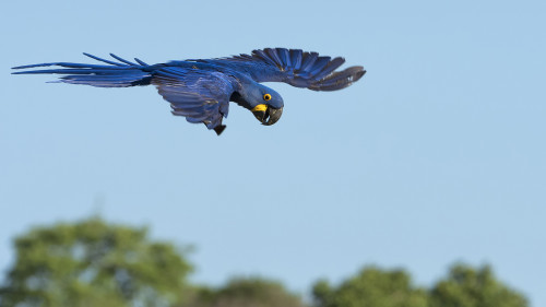 Hyacinth Macaw / Hyazinth Ara   (Klicken zum öffnen)