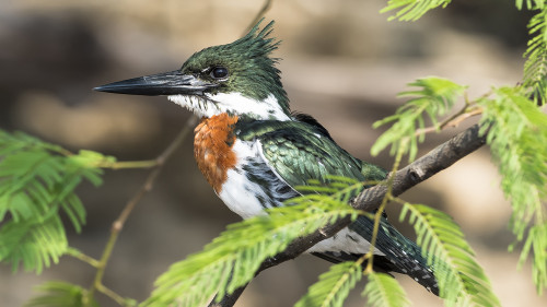 Amazon Kingfisher / Amazonas Eisvogel   (Klicken zum öffnen)