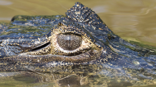 Yacare Caiman / Cayman   (Klicken zum öffnen)