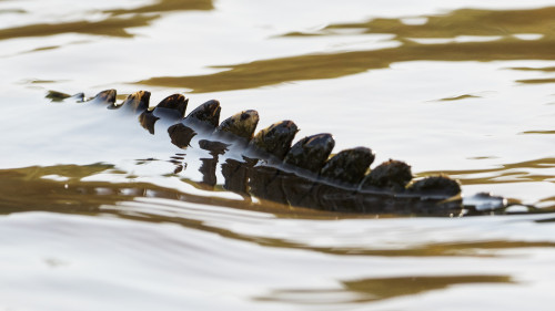 Yacare Caiman / Cayman   (Klicken zum öffnen)