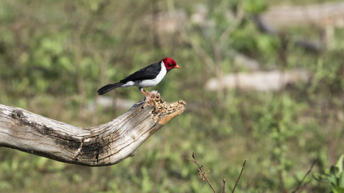 Yellow-billed Cardinal   (Klicken zum öffnen)