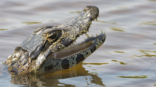 Yacare Caiman / Cayman   (Klicken zum öffnen)