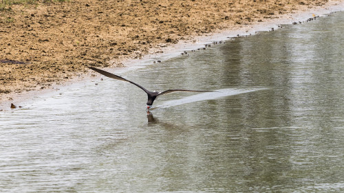 Black Skimmer   (Klicken zum öffnen)