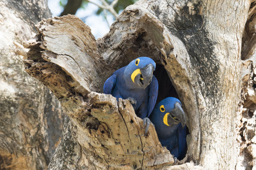 Hyacinth Macaw / Hyazinth Ara; sie leben monogam   (Klicken zum öffnen)