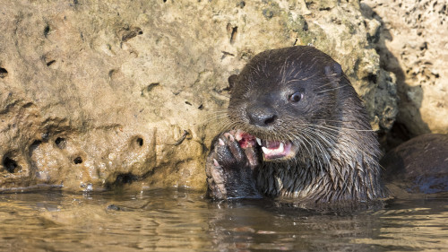 Neotropical Otter   (Klicken zum öffnen)