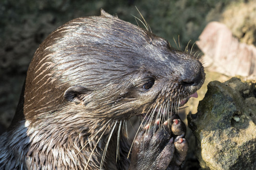 Neotropical Otter   (Klicken zum öffnen)