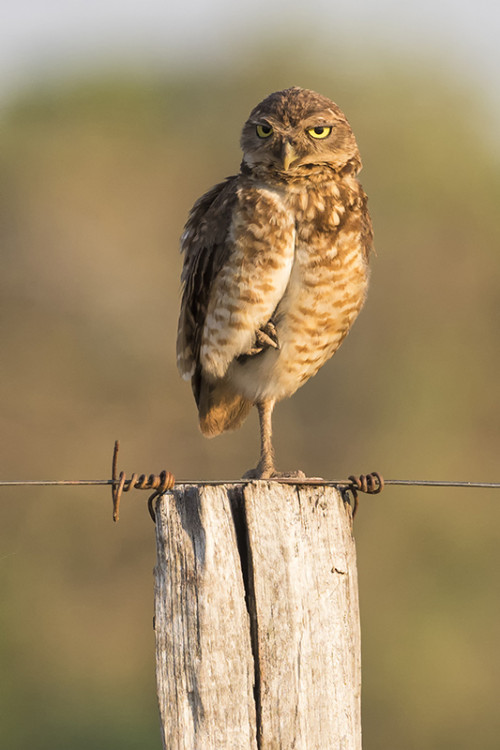 Burrowing Owl / Kaninchenkauz   (Klicken zum öffnen)