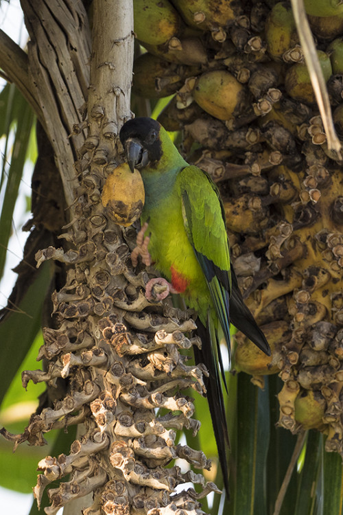 Nanday Parakeet / Nanday-Sittich   (Klicken zum öffnen)