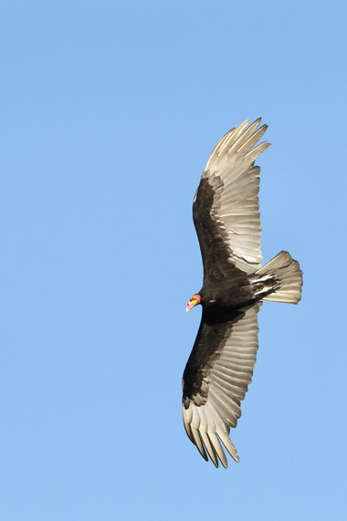 Lesser Yellow-headed Vulture / Kleiner Gelbkopfgeier   (Klicken zum öffnen)