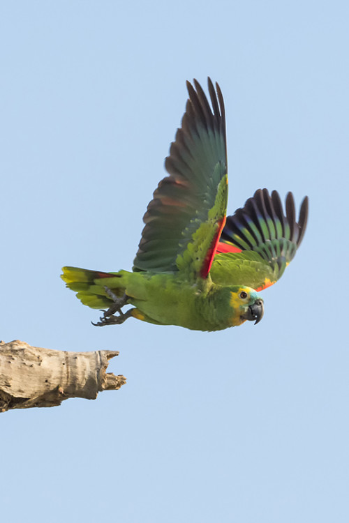 Turquoise-fronted Parrot / Türkis-konfrontierter Papagei   (Klicken zum öffnen)