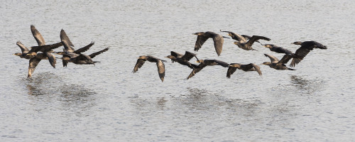 Noetropic Cormorants / Kormorane   (Klicken zum öffnen)