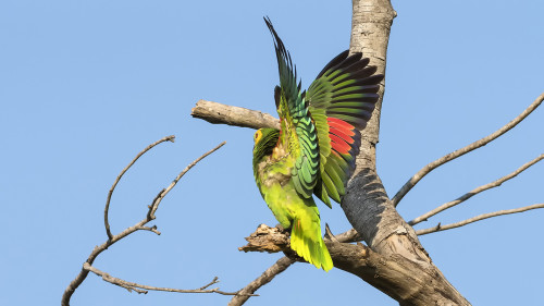 Turquoise-fronted Parrot / Türkis-konfrontierter Papagei mit wunderschöner Flügelfärbung   (Klicken zum öffnen)