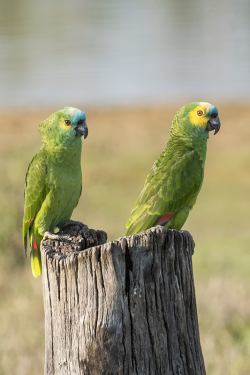 Turquoise-fronted Parrot / Türkis-konfrontierter Papagei   (Klicken zum öffnen)