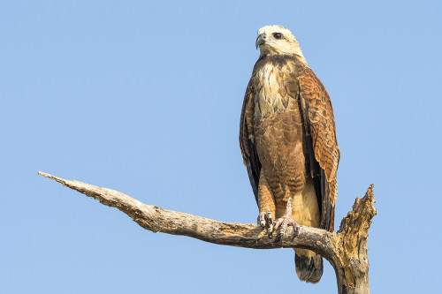 Black-collared Hawk  / Falke   (Klicken zum öffnen)