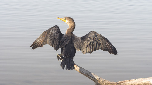 Neotropical Cormorant / Kormoran beim trocknen der Flügel   (Klicken zum öffnen)