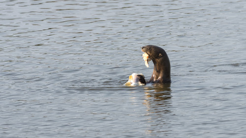 Giant Otter / Riesenotter mit Beute   (Klicken zum öffnen)