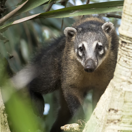 South American Coati / Nasenbär   (Klicken zum öffnen)