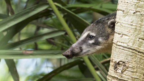 South American Coati / Nasenbär   (Klicken zum öffnen)