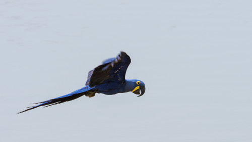 Hyacinth Macaw / Hyazinth Ara   (Klicken zum öffnen)